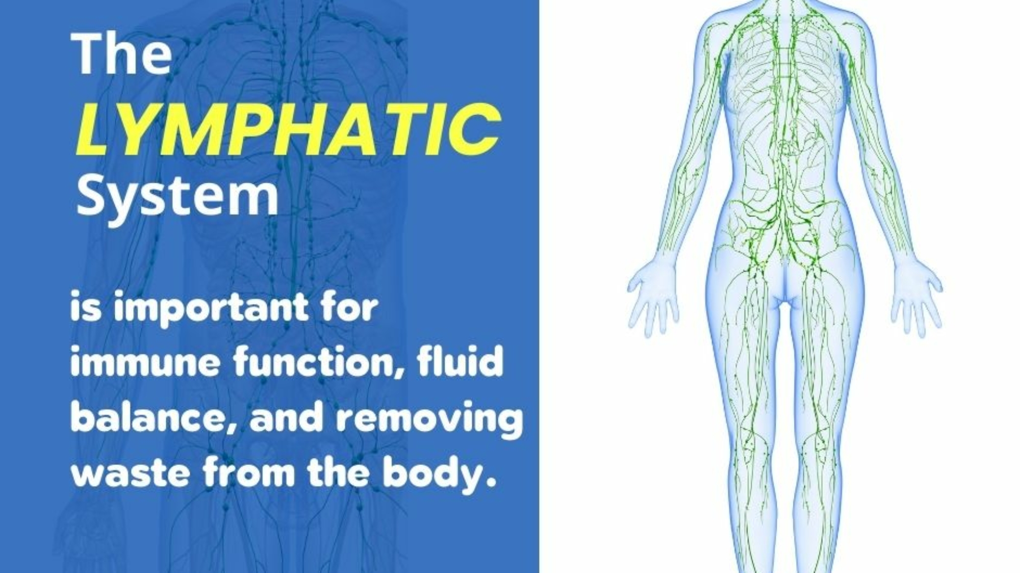 Lymphatic System drainage massage Bath